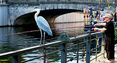 The City-Heron, on a Fence for Friday!