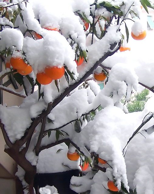 #10 Paolo Tanino-un albero di arance mature sepolto dalla neve-1st-8 Points