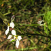 20210825 2561CPw [D~LIP] Kleiner Kohlweißling (Pieris rapae), Garten-Rettich (Raphanus sativus), Bad Salzuflen