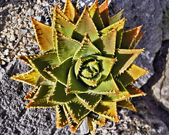 Gold-Tooth Aloe – San Francisco Botanical Garden, Golden Gate Park, San Francisco, California