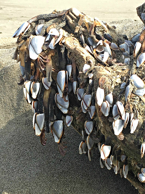 Goose barnacles (thanks, Fratton!)