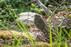 Robin fledgling