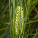 Bear Grass bud / Xerophyllum tenax