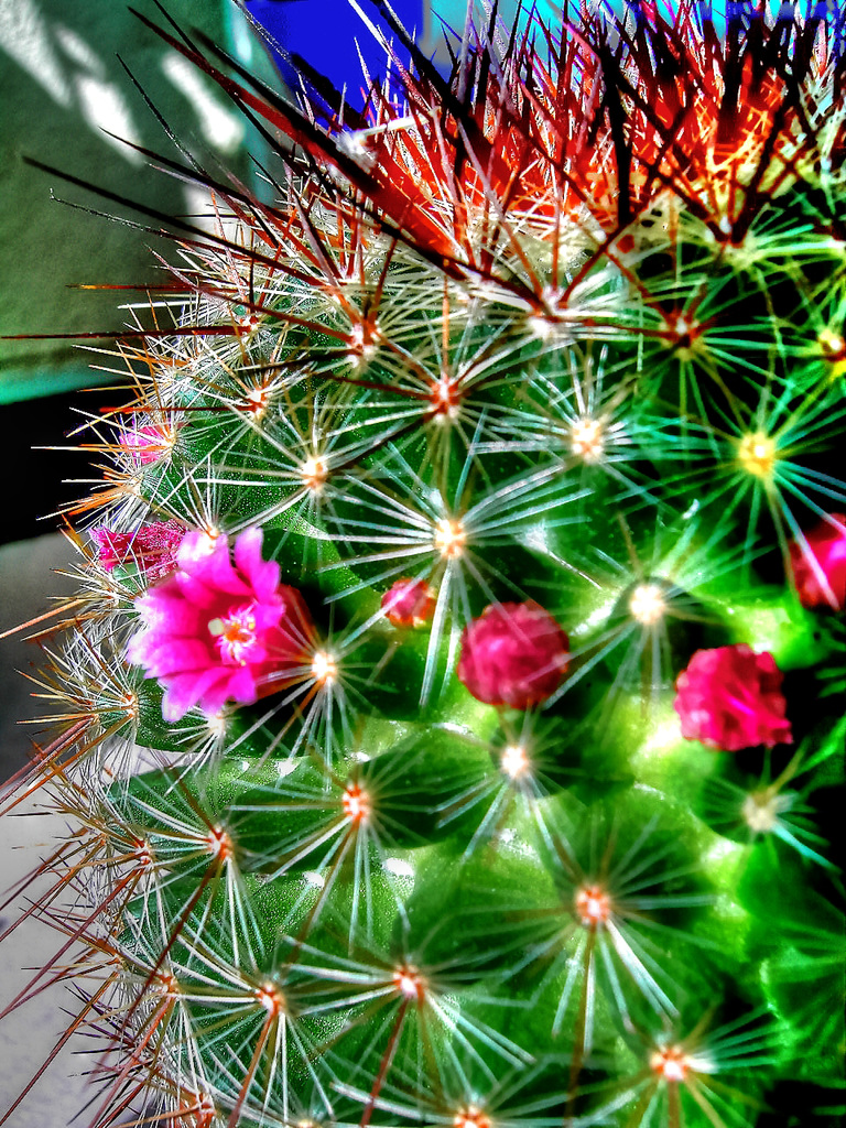 Kleiner grüner Kaktus. ©UdoSm