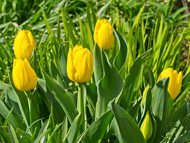 Yellow Tulips