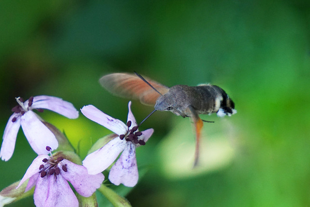 Der Kolibri, der ein Schmetterling ist - The hummingbird that is a butterfly - PiPs