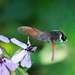 Der Kolibri, der ein Schmetterling ist - The hummingbird that is a butterfly - PiPs