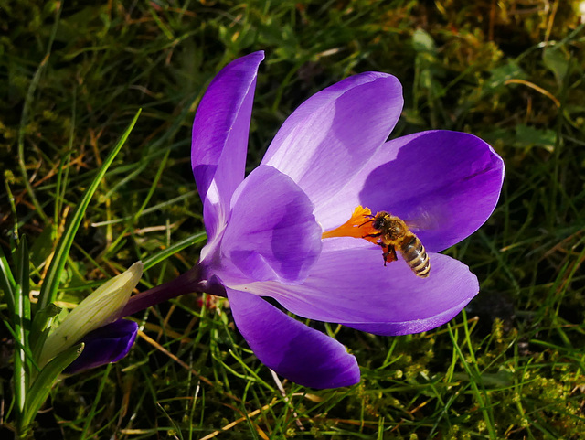 Bienen haben wieder ordentlich Futter (2xPiP)