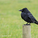 Crow on a stick!