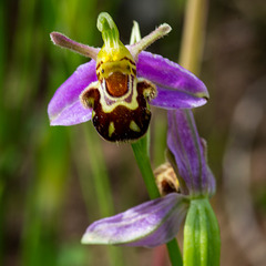 Bee orchid2jpg
