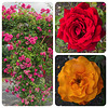 Southsea Rose Gardens Collage