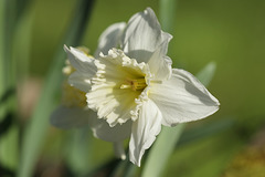 Pale Magnolia Daffodil