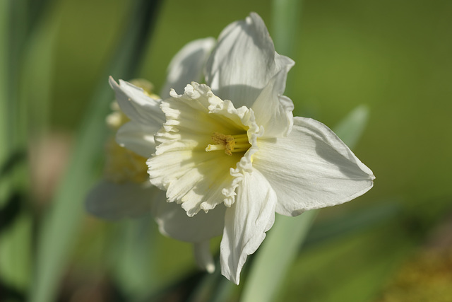 Pale Magnolia Daffodil