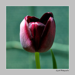 La Tulipe Noire ...