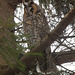 hibou moyen-duc / long-eared owl