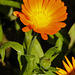 20210825 2571CPw [D~LIP] Garten-Ringelblume (Calendula officinalis), Bad Salzuflen