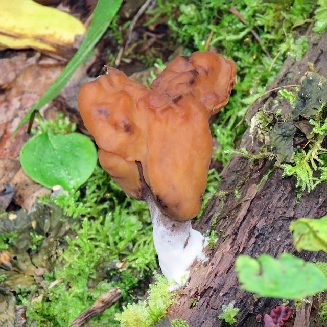 Hooded False Morel / Gyromitra infula – poisonous