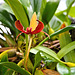 Orchidee (2 PicinPic)