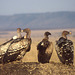 Ruppell's Griffon Vulture