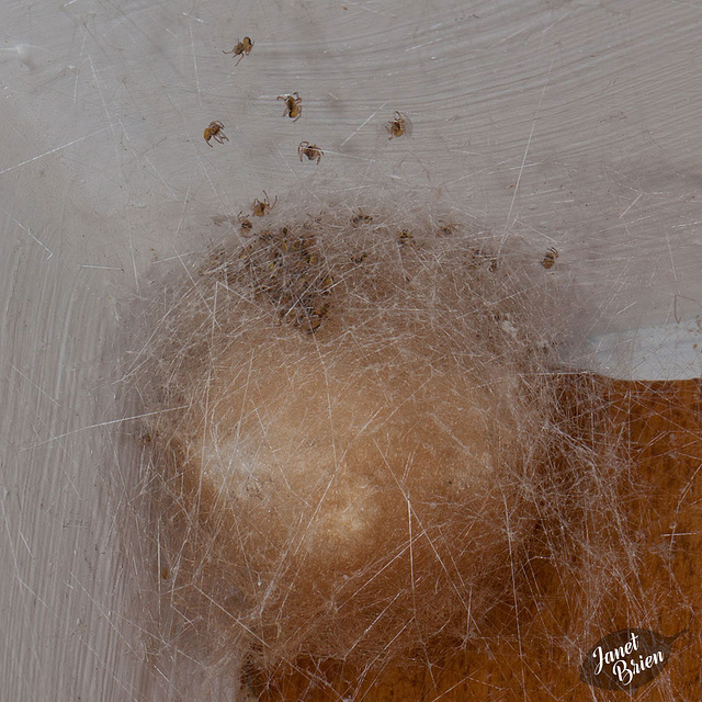253/366: Roscoe's Children Coming Out of Egg Sac