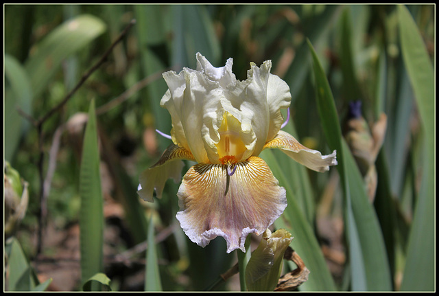 Iris space sépales gris - Laporte  (1)