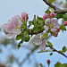 Apfelblüten in unserem Garten