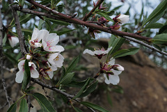 Almond tree, first bloom