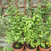 gdn - potted gooseberries