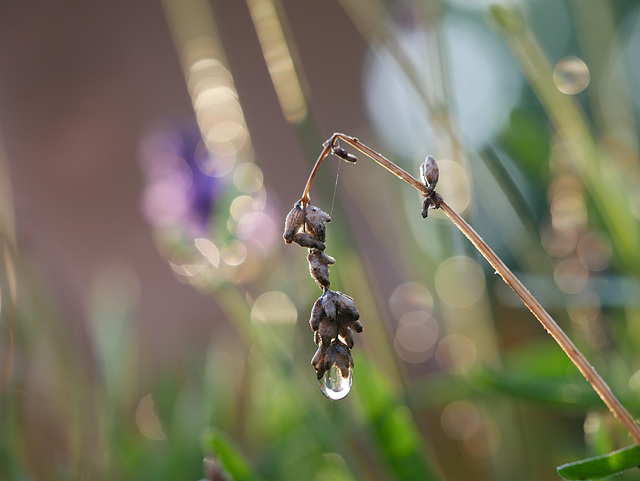 Raindrop Raindrop
