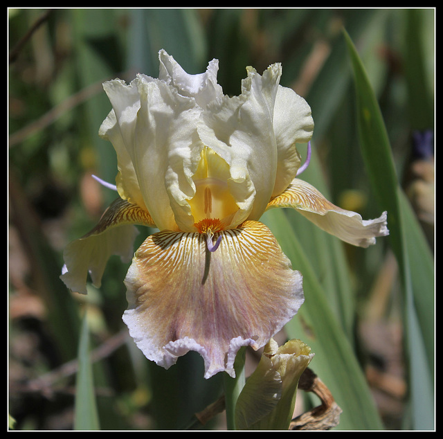 Iris space sépales gris - Laporte  (2)