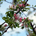 Apfelblüten in unserem Garten