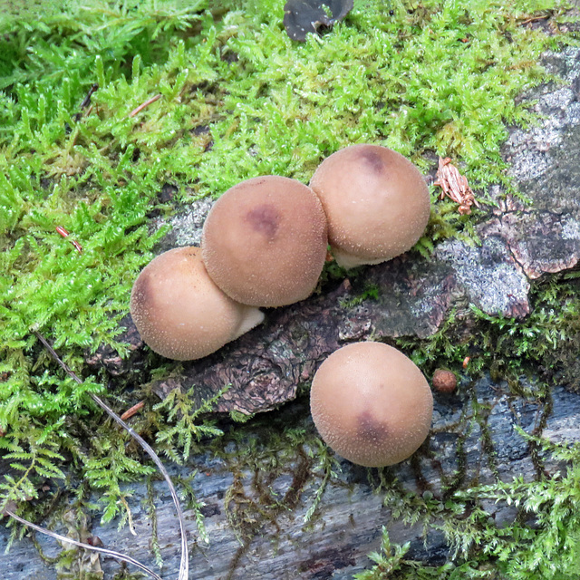 Puffballs on a rotting log