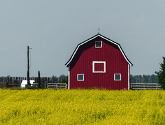 Red barn in a field of gold