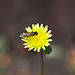 2015 07 29 - Hoverfly Episyrphus Balteatus (Marmalade Fly)