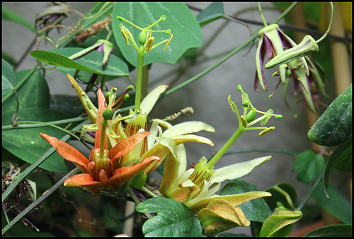 Passiflora aurantia (2) Passiflora aurantia (2)