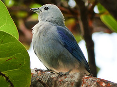 Blue-gray Tanager / Thraupis episcopus, Tobago