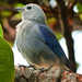 Blue-gray Tanager / Thraupis episcopus, Tobago
