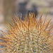 Bolivia, Isla del Pescado (Fish Island), Solid Needles of Young Cactus