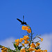 colibri GWADA 26 02 20 (41)