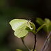 Brimstone (Gonepteryx rhamni) butterfly