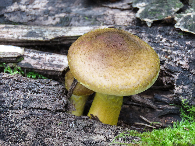 Honey Mushrooms / Armillaria mellea
