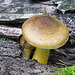 Honey Mushrooms / Armillaria mellea