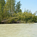 Alaska, Falling Trees on the Bank of Talkeetna River