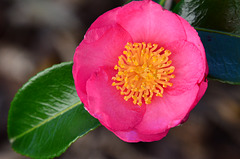 17/ camellia