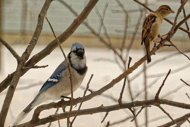 A Jay and a Sparrow