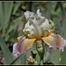 Iris space sépales gris - Laporte  (3)