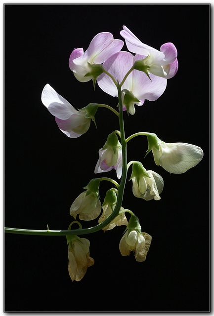 Homage to the Sweet pea
