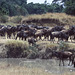 Wildebeest beside the Mara River