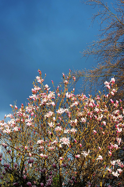 Mon magnolia ce 12 avril