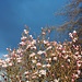 Mon magnolia ce 12 avril